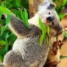 Eucalyptus