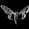 CicadaCommunity