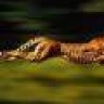 Gepard