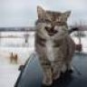 Котэ
