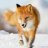Fox-Pianist